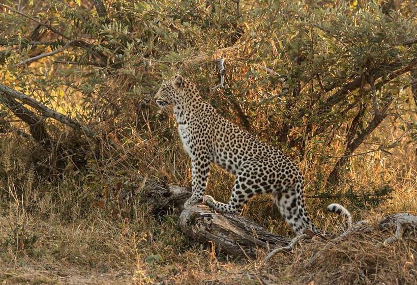 酒店 Baobab Ridge Private Lodge