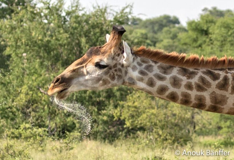 酒店 Baobab Ridge Private Lodge