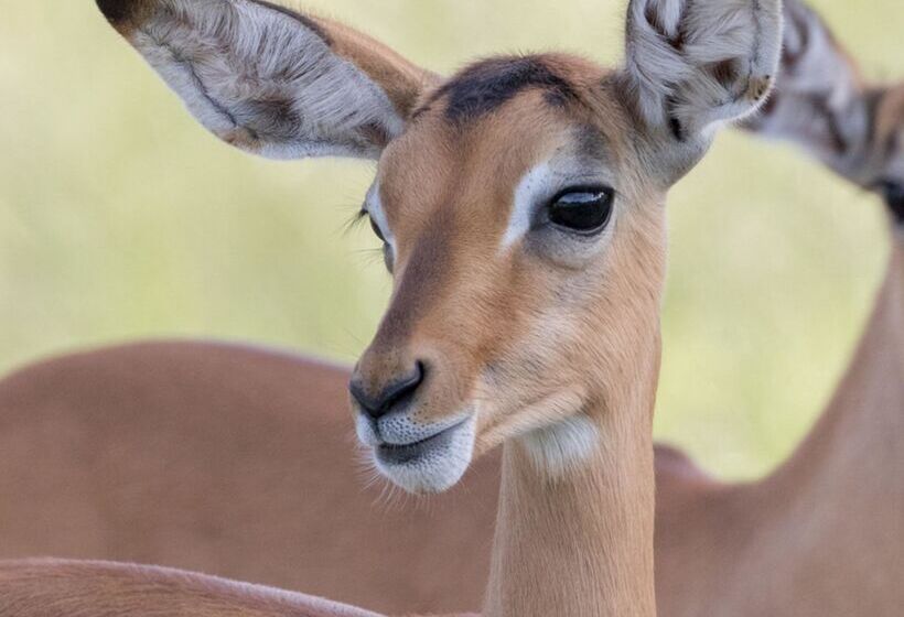 酒店 Baobab Ridge Private Lodge