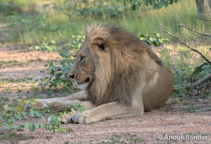 ホテル Baobab Ridge Private Lodge