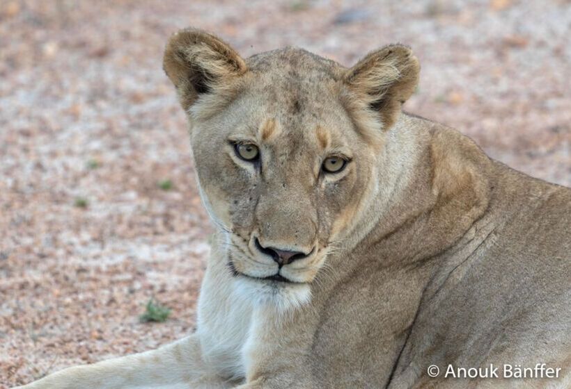 ホテル Baobab Ridge Private Lodge