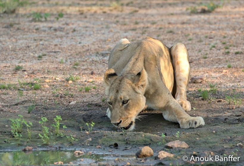 酒店 Baobab Ridge Private Lodge