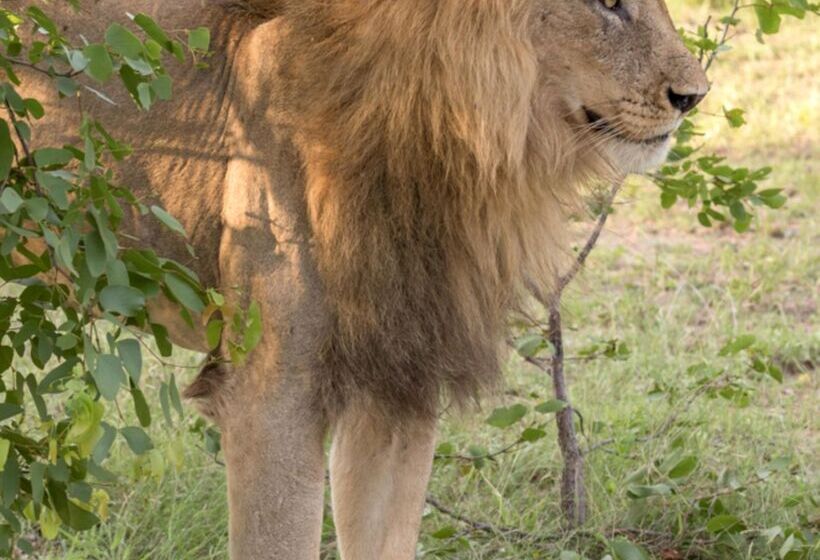 酒店 Baobab Ridge Private Lodge