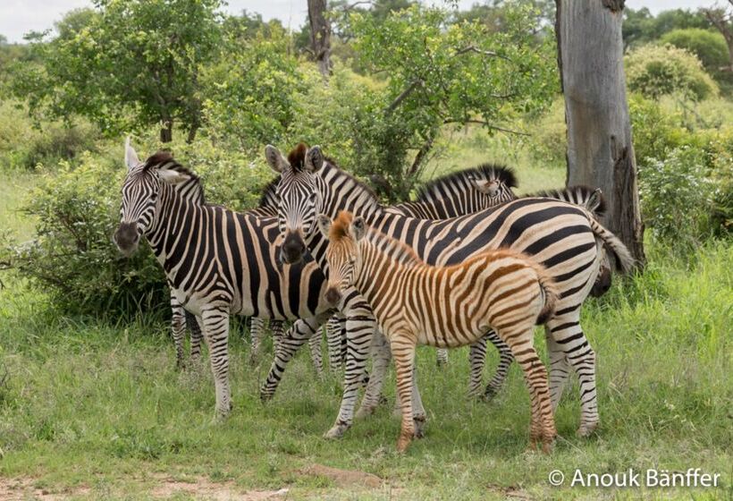 酒店 Baobab Ridge Private Lodge