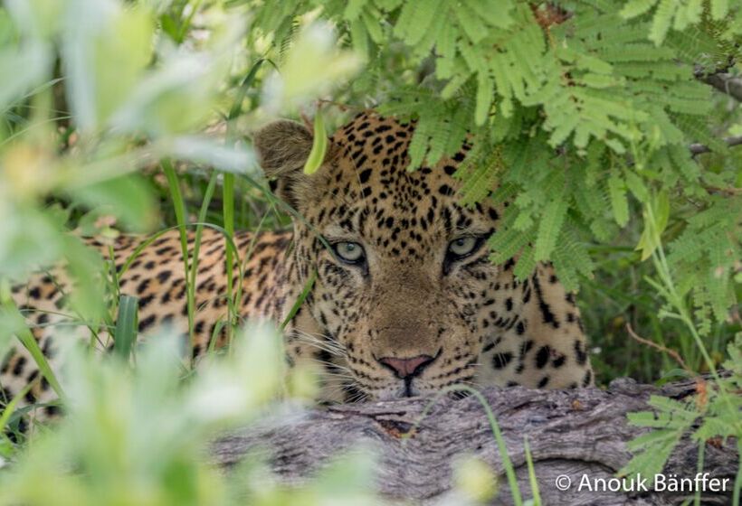 ホテル Baobab Ridge Private Lodge