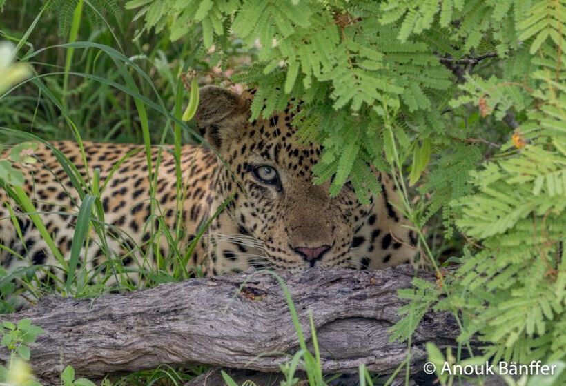 酒店 Baobab Ridge Private Lodge
