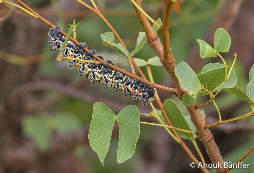 酒店 Baobab Ridge Private Lodge