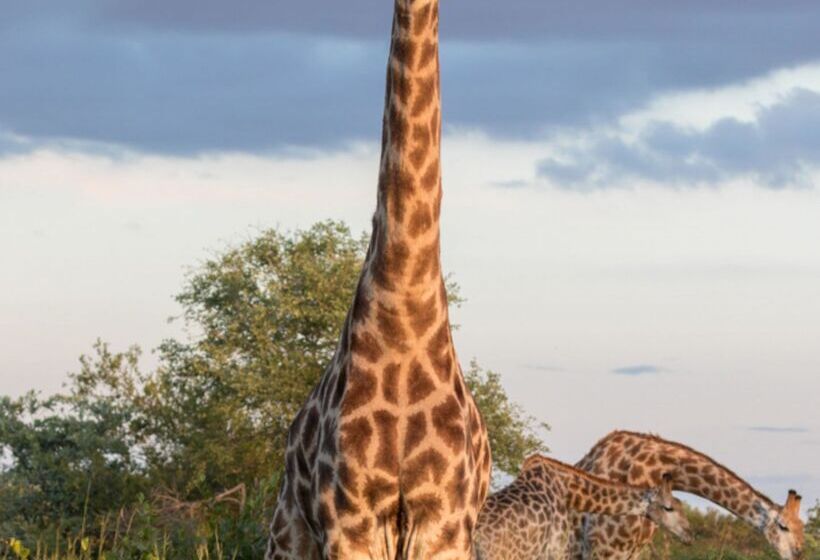 酒店 Baobab Ridge Private Lodge