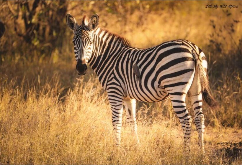 酒店 Baobab Ridge Private Lodge