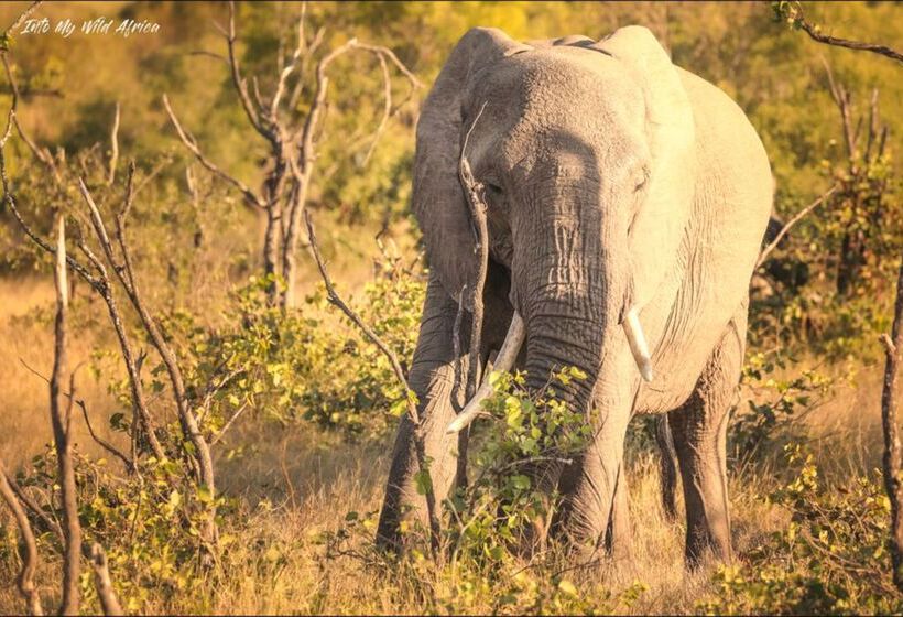 酒店 Baobab Ridge Private Lodge