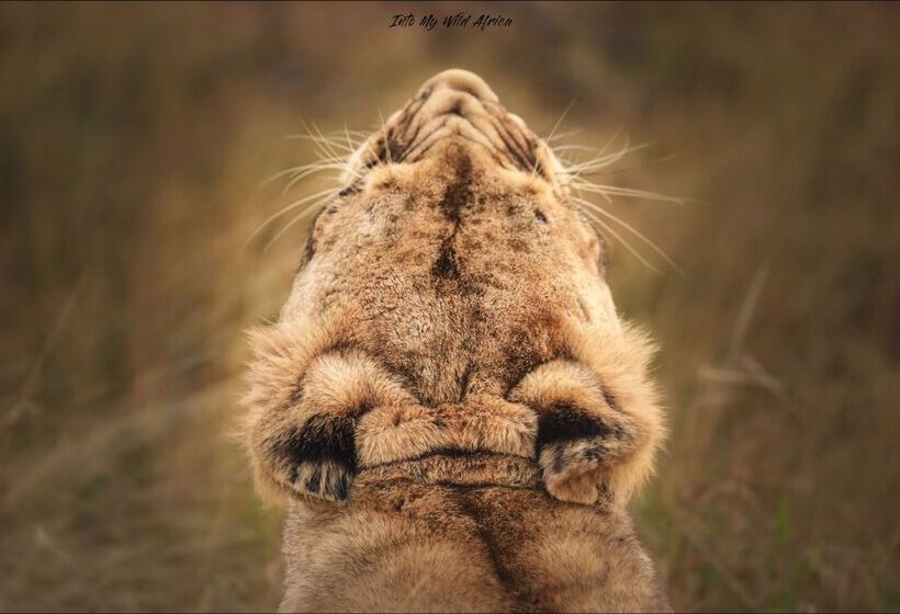 酒店 Baobab Ridge Private Lodge