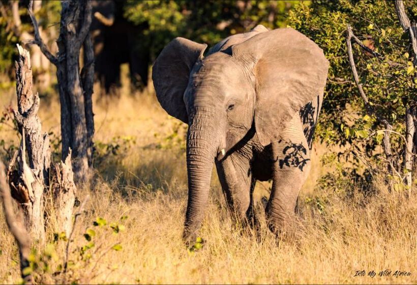 酒店 Baobab Ridge Private Lodge