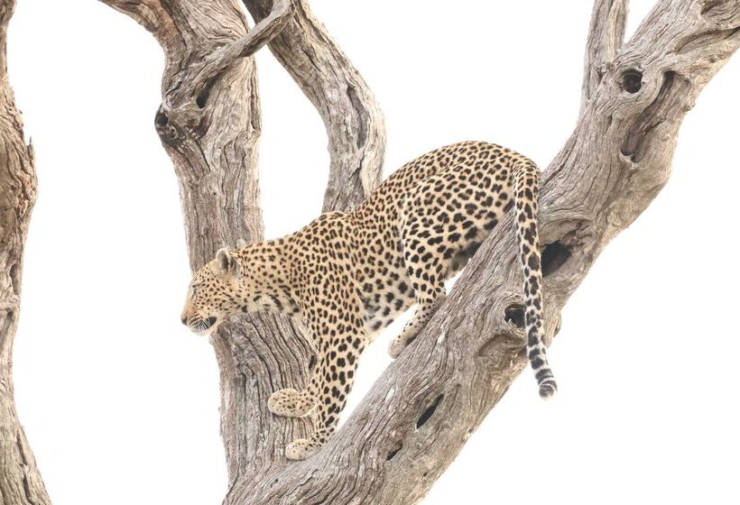 ホテル Baobab Ridge Private Lodge