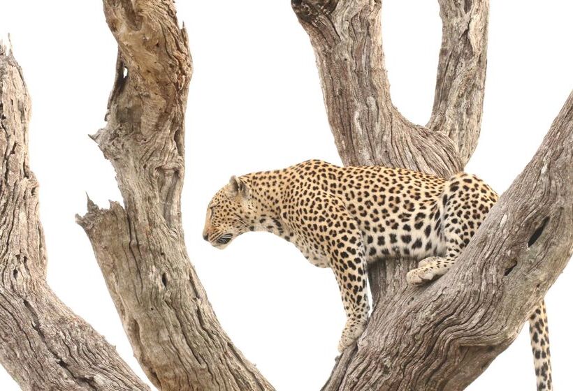 酒店 Baobab Ridge Private Lodge