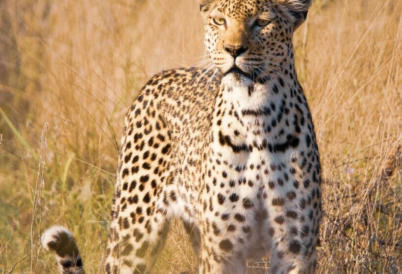 ホテル Baobab Ridge Private Lodge