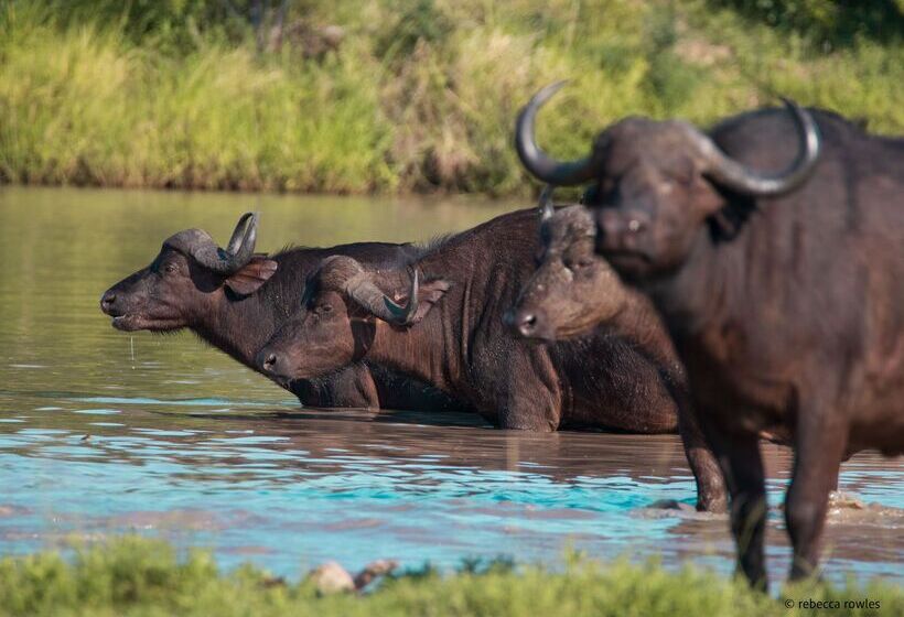 酒店 Baobab Ridge Private Lodge