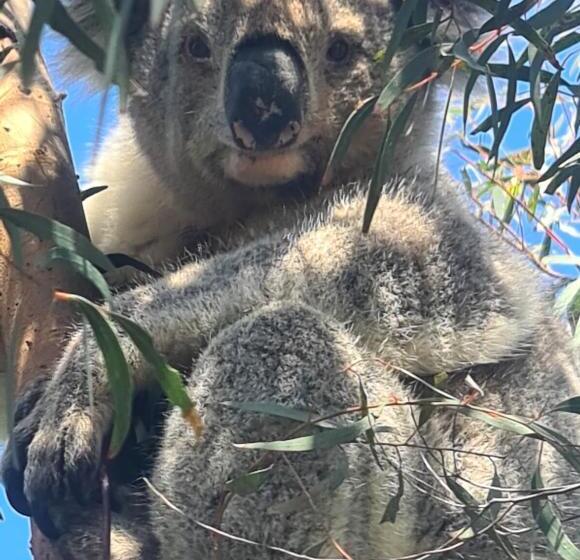 호텔 Bear Gully Coastal Cottages