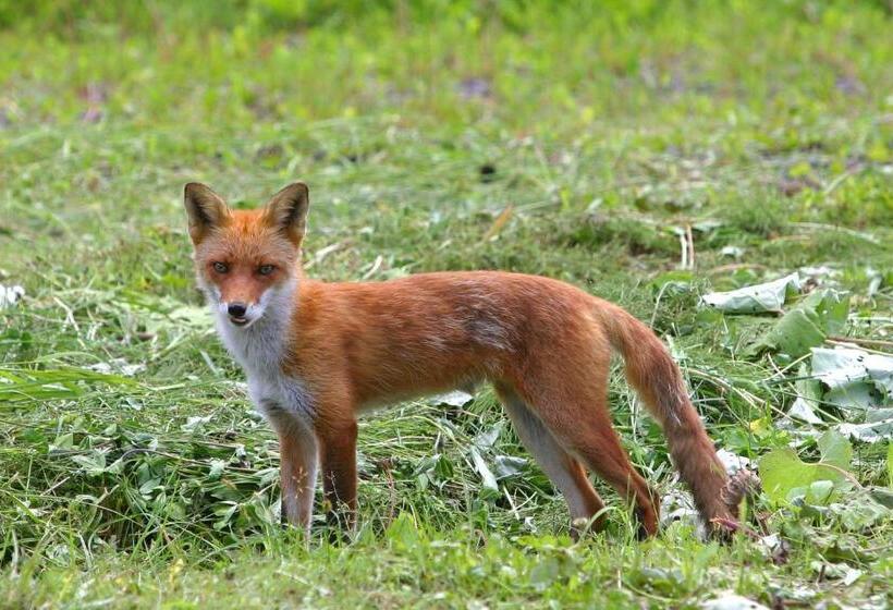 בית מלון כפרי Kamihoroso