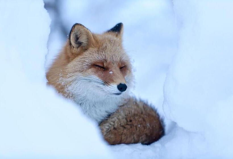 בית מלון כפרי Kamihoroso