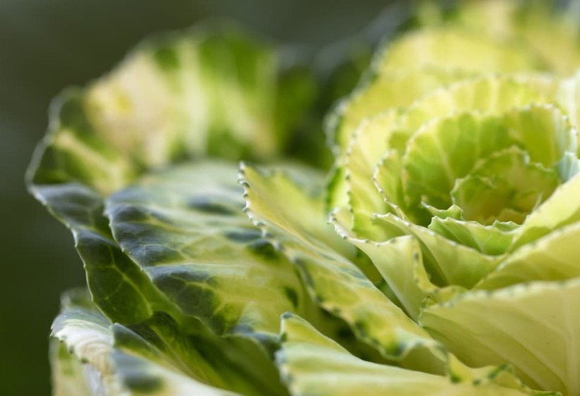 פנסיון Brooklyn Manor