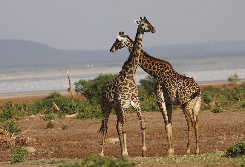 فندق Karatu Tented Lodge