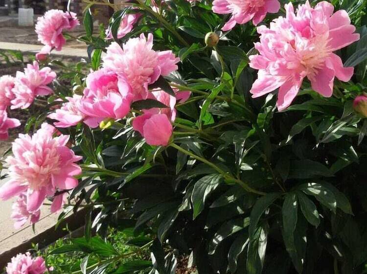 پانسیون V Gostyakh U Baby Poli