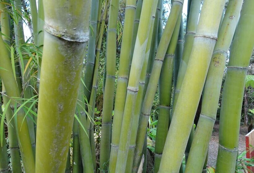 פנסיון Volcano Hale