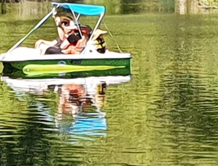 Abelia Cottage Of Daylesford Botanical