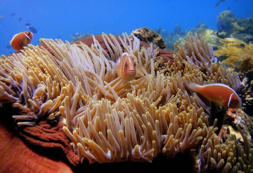 Arya Amed Beach Resort And Dive Center