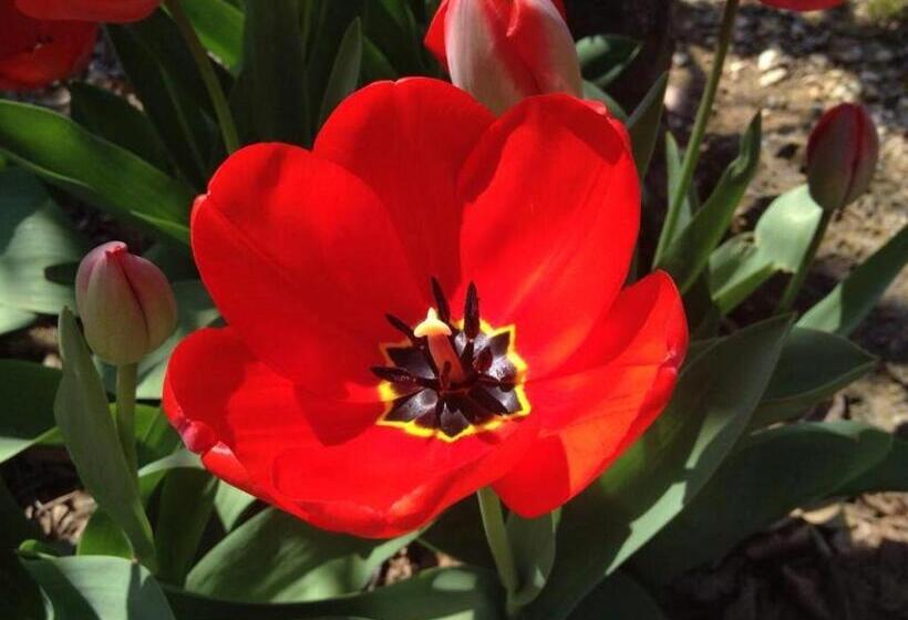 فندق Fattoria Agriturismo Nerbona