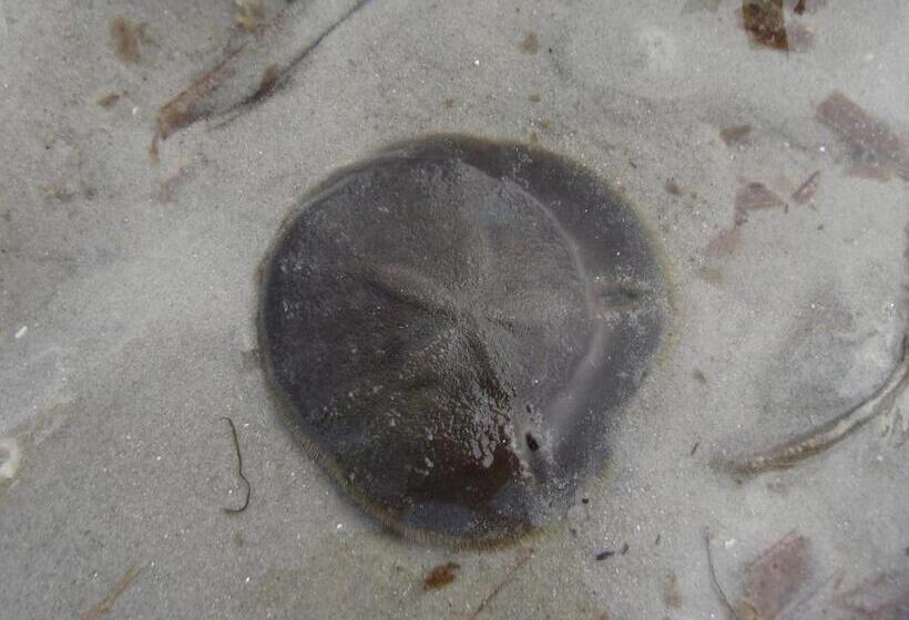 בית מלון כפרי Koh Mook Hostel