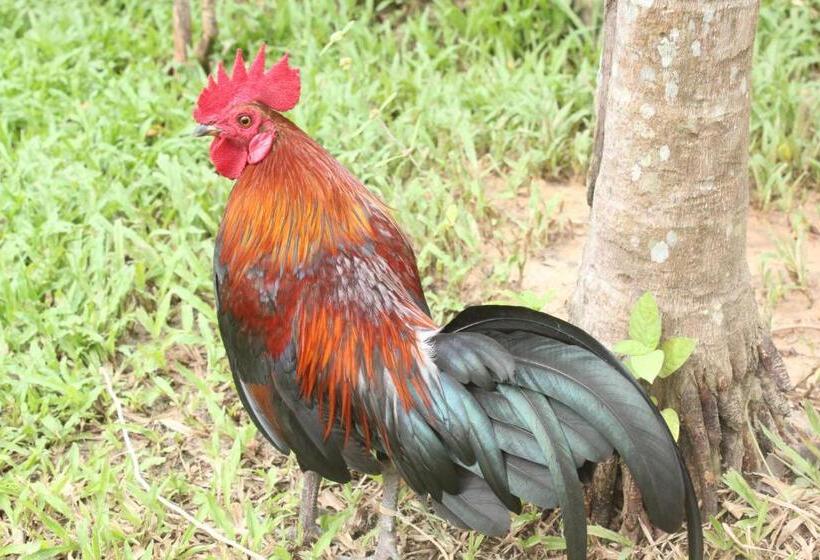 בית מלון כפרי Krabi Klong Muang Bay Resort