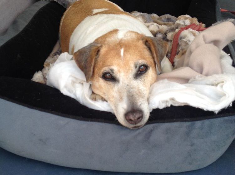 فندق Tasman Holiday Parks   Torquay Palms