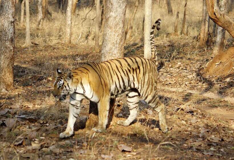 호텔 Pench Jungle Camp