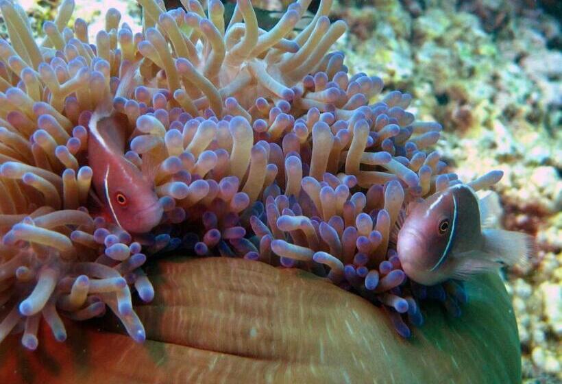 酒店 Sara Beachfront Boutique Resort