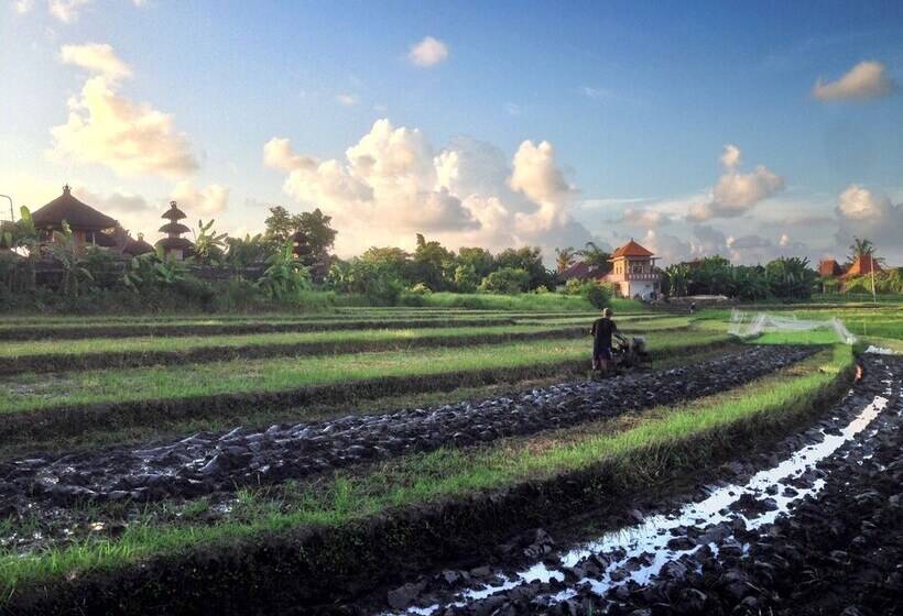 ホテル Seabreeze Hostel Bali