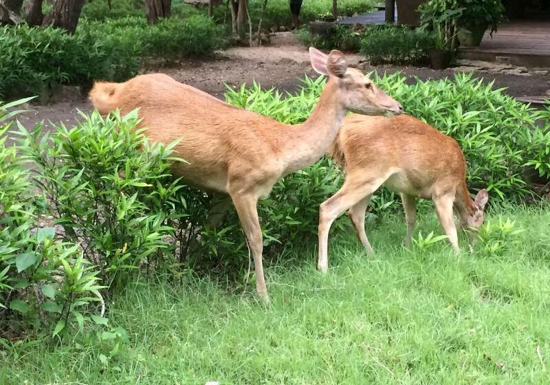 בית מלון כפרי Sunia Loka