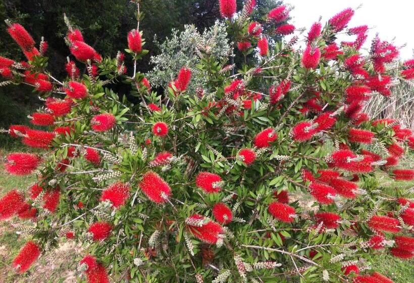 بنسيون Villa Arianna B&b