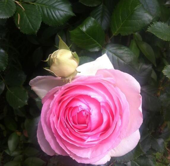 بنسيون Villa Arianna B&b