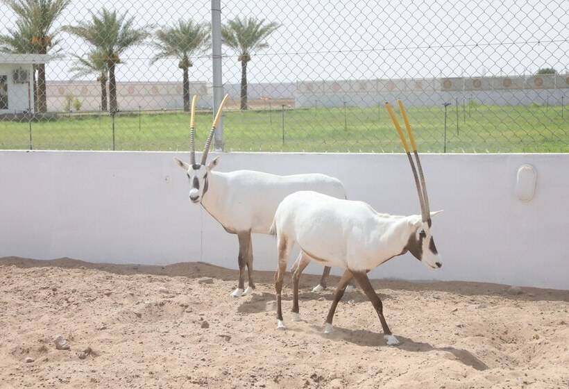 هتل Jawharat Bidiah Resort