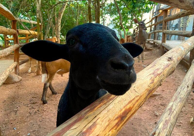 酒店 Palm Valley Cabins
