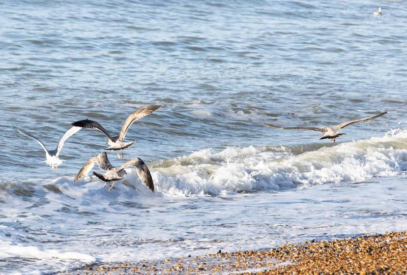 Отель The Relais Cooden Beach