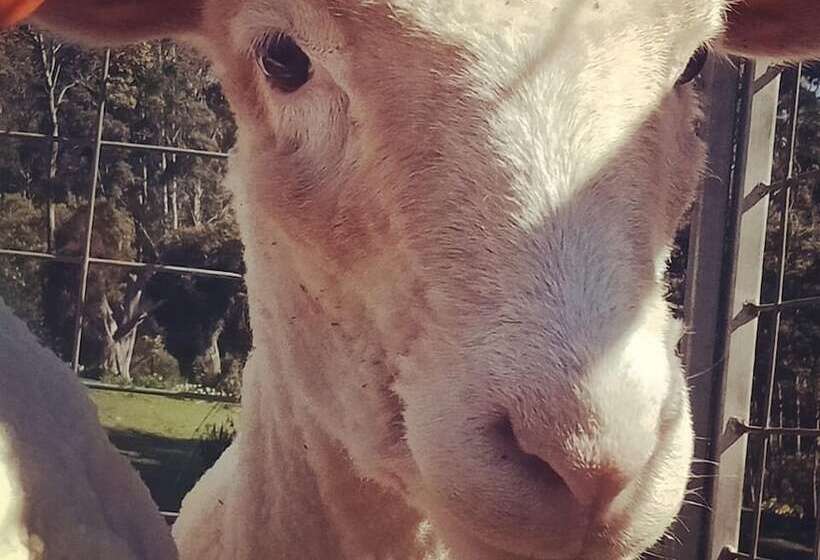 צימר Glenbrook House And Cottage