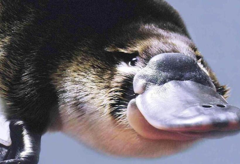 Big4 Strahan Holiday Retreat