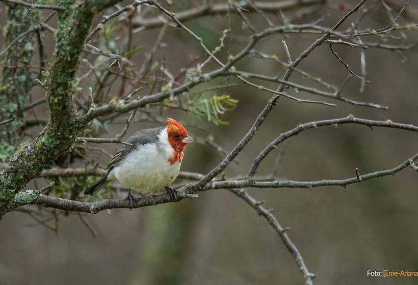 酒店 Estancia Río De Las Aves