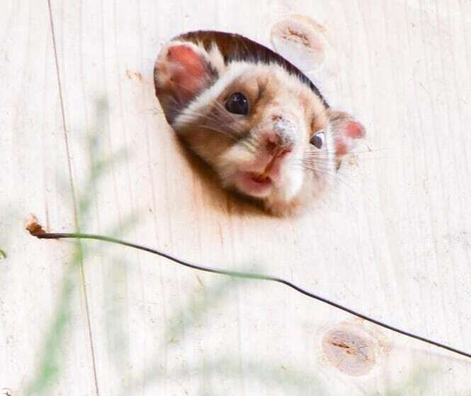 Otel Komagane Kogen Resort Linx