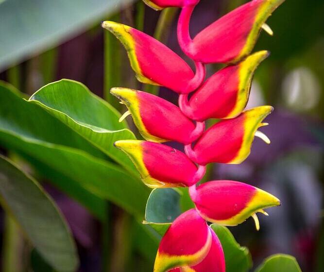 Nayara Springs  Adults Only