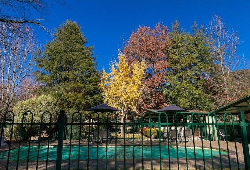 The Birch House   Silver Birches