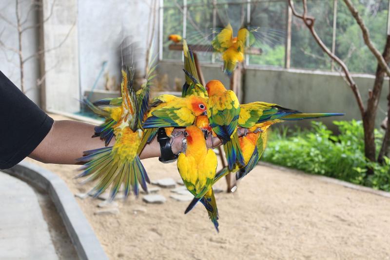 فندق Arabian Bay Resort   Bukit Gambang Resort City