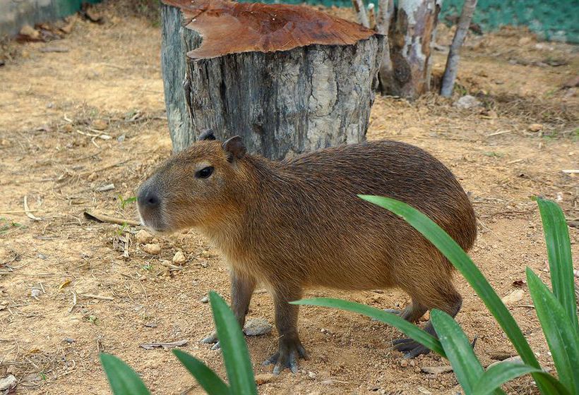 فندق Caribbean Bay Resort  Bukit Gambang Resort City
